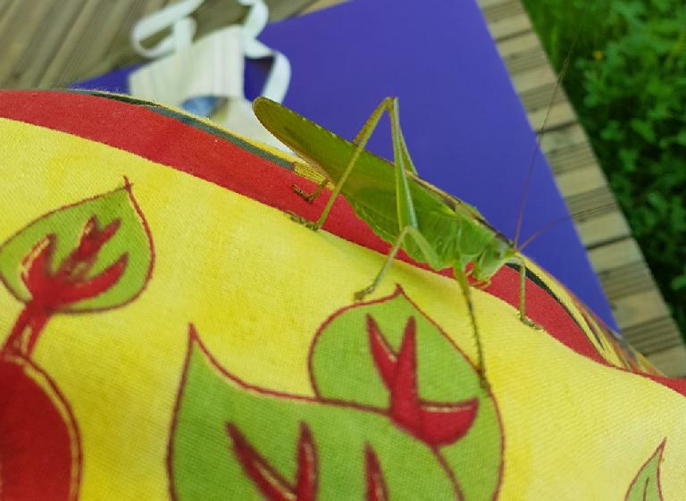 Cute locust