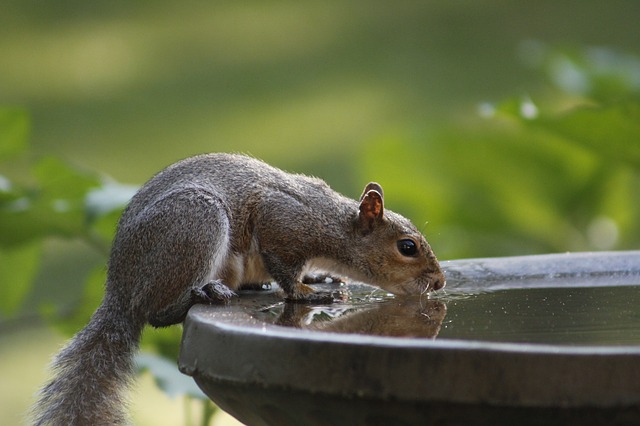 What are the benefits of drinking water?