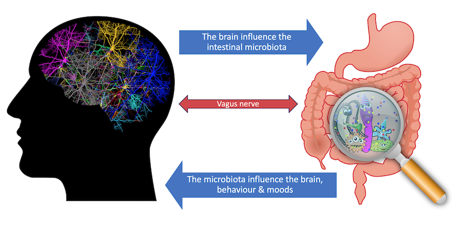 Gut-brain-axis