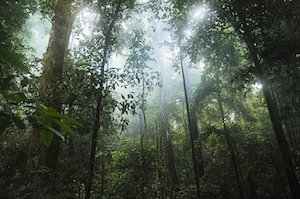 Palm oil in bar soap